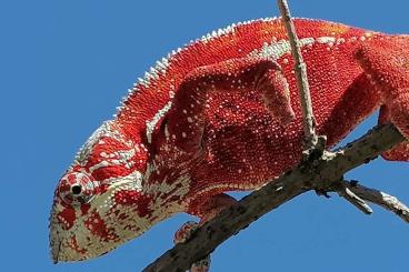 Chamäleons kaufen und verkaufen Foto: Furcifer pardalis Pantherchamäleon Tamatave