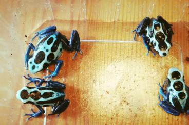 Poison dart frogs kaufen und verkaufen Photo: Dendrobates tinctorius ojapock auratus bronze 