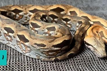 Boas kaufen und verkaufen Foto: 1.0 Madagascar Ground Boa, Acrantophis Madagascariensis 2024