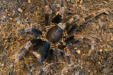 Vogelspinnen kaufen und verkaufen Foto: Für Hamm! Megaphobema peterklaasi, adultes Männchen, einsatzbereit!