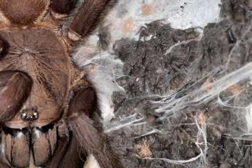 Vogelspinnen kaufen und verkaufen Foto: June 2025 Special Offer: Spiderlings for Sale Vogelspinnen kaufen und verkaufen Foto: June 2025 Special Offer: Spiderlings for Sale