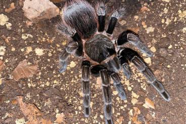 Vogelspinnen kaufen und verkaufen Foto: Sericopelma sp. Chiriqui CB 02/23