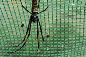 - bird spiders kaufen und verkaufen Photo: Nephila Inaurata Radnetzspinne