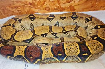 Boas kaufen und verkaufen Foto: Boa constrictor Iquitos Peru 