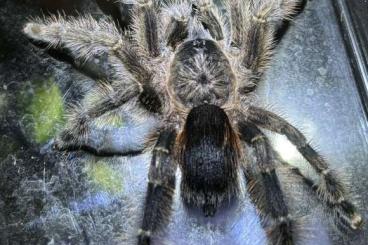 Vogelspinnen kaufen und verkaufen Foto: Avicularia für Hamm / Versand