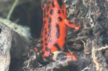 Poison dart frogs kaufen und verkaufen Photo: Hamm - Oophaga pumilio Red Frog Beach