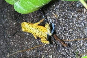 Pfeilgiftfrösche kaufen und verkaufen Foto: 0,1 Oophaga pumilio Cristobal