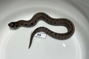 Snakes kaufen und verkaufen Photo: Heterodon nasicus 2021 babies
