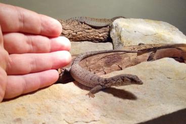 Warane kaufen und verkaufen Foto: Varanus gilleni / Pygmy mulga monitor