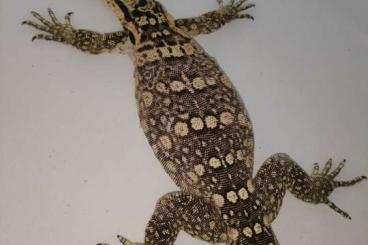 Warane kaufen und verkaufen Foto: Varanus salvator Sumbawa !