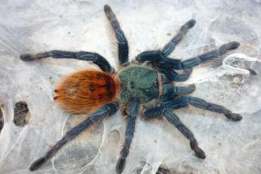 Spinnen und Skorpione kaufen und verkaufen Foto:  Vogelspinnen Weibchen abzugeben