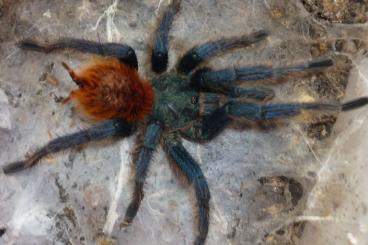 Spiders and Scorpions kaufen und verkaufen Photo: Chromatopelma Männchen adult