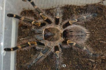 Spinnen und Skorpione kaufen und verkaufen Foto: Grammostola pulchripes, eigene Nachzucht