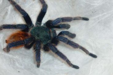 Spinnen und Skorpione kaufen und verkaufen Photo: 1.0 Chromatopelma cyaneopubescens frisch adult Spinnen und Skorpione kaufen und verkaufen Photo: 1.0 Chromatopelma cyaneopubescens frisch adult