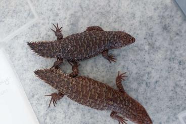 Lizards kaufen und verkaufen Photo: Egernia stokesii, epsisolus