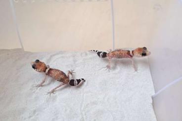 Geckos kaufen und verkaufen Foto: Nephrurus and Paroedura morph