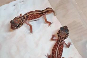 Geckos kaufen und verkaufen Photo: Nephrurus, Diplodactylus, Paroedura and Underwoodisaurus