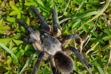 Spinnen und Skorpione kaufen und verkaufen Foto: SPIDERS FOR SALE - wholesale slings