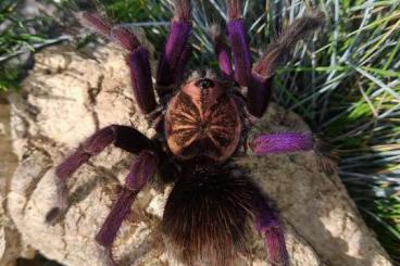 Spinnen und Skorpione kaufen und verkaufen Foto: SPIDERS FOR SALE - wholesale slings