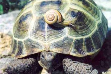 Tortoises kaufen und verkaufen Photo: Hobbyaufgabe aus gesundheitlichen Gründen