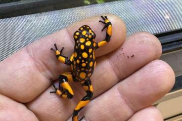 Poison dart frogs kaufen und verkaufen Photo: 0.0.4 oophaga histrionica bahia solano