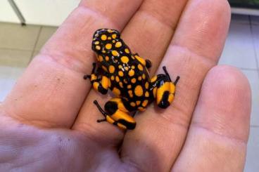 Poison dart frogs kaufen und verkaufen Photo: 1.0.3 oophaga histrionica bahia solano