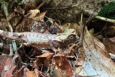 Chamäleons kaufen und verkaufen Foto: 1.1 brookesia brygooi Stummeschwanzchamaeleon