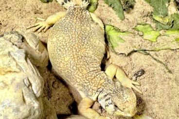 andere Echsen kaufen und verkaufen Foto: uromastyx thomasi NZ 06/2024