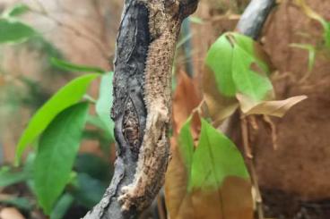 Geckos kaufen und verkaufen Photo: Uroplatus for Hamm show - 14.9.2024