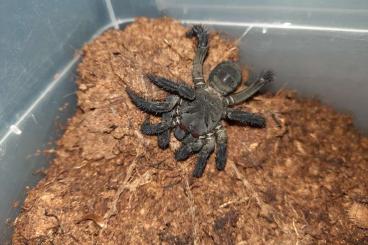 Vogelspinnen kaufen und verkaufen Foto: Spiders for Hamm s2024how - 14. 12. 2024