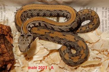 Venomous snakes kaufen und verkaufen Photo: best of Montivipera raddei kurdistanica