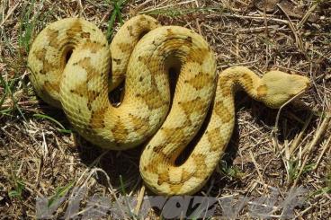 Venomous snakes kaufen und verkaufen Photo: F1 Vipera ammodytes from Ada