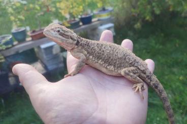 Echsen  kaufen und verkaufen Foto: Pogona Henrylawsoni  Classic 4.2