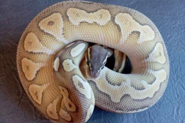 Königspythons kaufen und verkaufen Foto: Black Head Pastel Ghost Weibchen