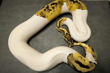 Ball Pythons kaufen und verkaufen Photo: 1,0 Pastel Piebald von 2020