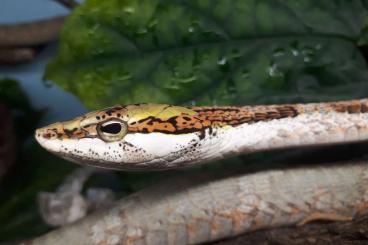 Venomous snakes kaufen und verkaufen Photo: Thelotornis capensis capensis                                         