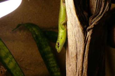 Echsen  kaufen und verkaufen Foto: Phelsuma lineata bombetokensis, Ph. pasteuri, Holaspis, Lamprolepis