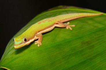 Geckos kaufen und verkaufen Foto: Phelsuma lineata bombetokensis, Phelsuma pasteuri