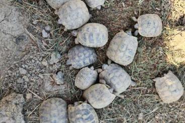 Schildkröten  kaufen und verkaufen Foto:  testudo hermanni boettgeri 6-9 cm 