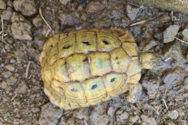 Schildkröten  kaufen und verkaufen Foto:  testudo hermanni boettgeri yellow