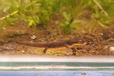 newts and salamanders kaufen und verkaufen Photo: Taricha granulosa CB2023 & 2024