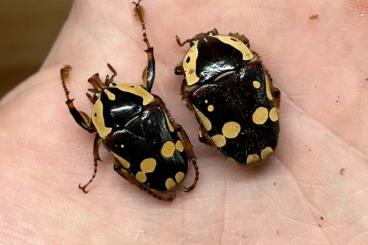 Insects kaufen und verkaufen Photo: Cheirolasia, Mecynorhina beetles