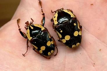 Insekten kaufen und verkaufen Foto: Cheirolasia burkei larven L1/L2