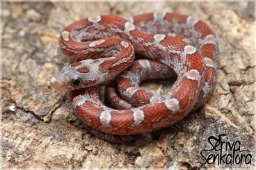 Nattern ungiftige  kaufen und verkaufen Foto: Kornnattern ENZ 2024: Bloodred, Terrazzo, Amber Striped | für Hamm