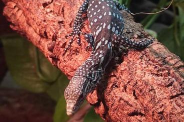 Monitor lizards kaufen und verkaufen Photo: Varanus macraei CB for sale