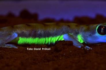 Geckos kaufen und verkaufen Foto: Palmatogeckos - Pachydactylus rangei