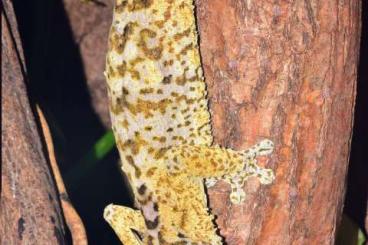 Geckos kaufen und verkaufen Photo: Uroplatus henkeli - Festland