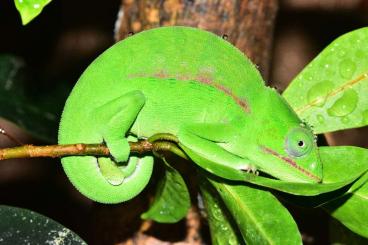 Chamaeleons kaufen und verkaufen Photo: Furcifer viridis - Weibchen