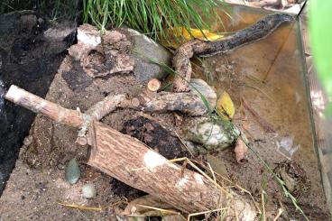 Frösche  kaufen und verkaufen Foto: Biete 3,2 Berberkröten (Sclerophrys mauritanica)