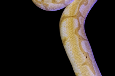 Ball Pythons kaufen und verkaufen Photo: Python Regius Banana Bumblebee